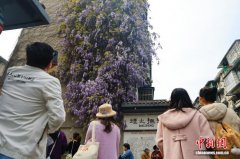 成都紫藤花开形成紫色花瀑从居民楼“倾泻而下”